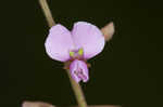 Hairy small-leaf ticktrefoil